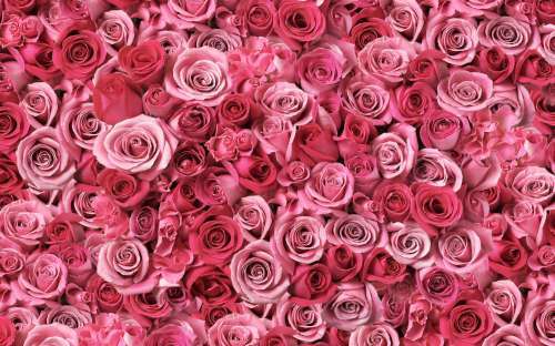 Printed Wafer Paper - Pink Roses - Click Image to Close